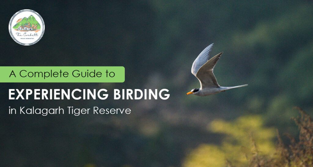 A Complete Guide to Experiencing Birding in Kalagarh Tiger Reserve