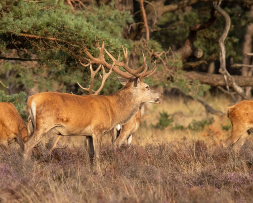 Best Jungle Safari in Jim Corbett National Park