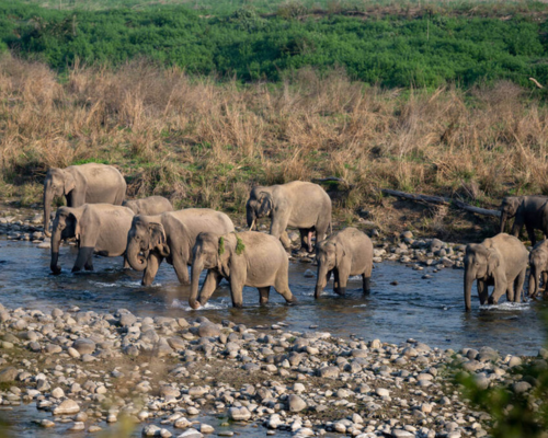 Dhela Safari Zone