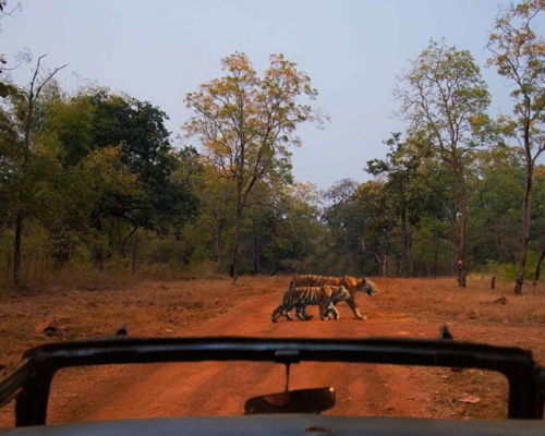 Pakhro Safari Zone