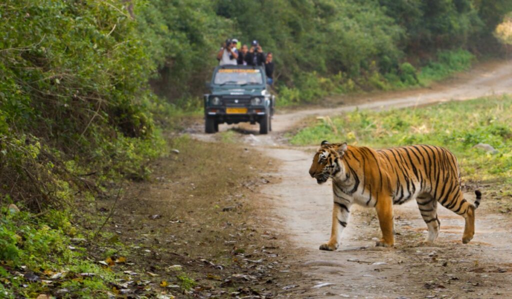 Hotel with safari in jim corbett national park