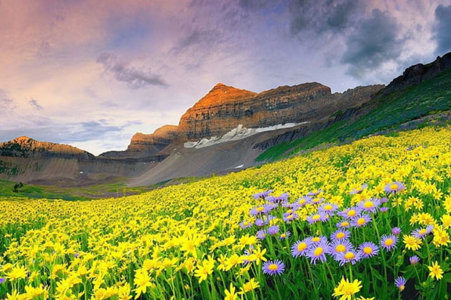 valley of flower