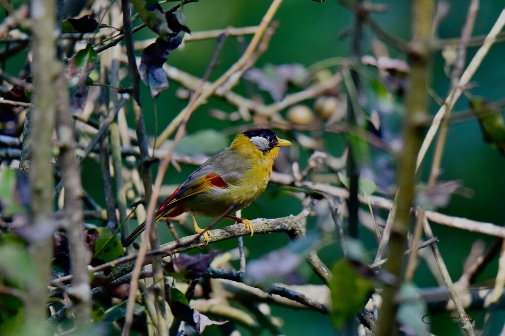 The Silver‑eared Mesia (Leiothrix argentauris) — Westernmost Himalayan Sighting at Rathuwadhab