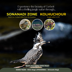Promotional graphic for gypsy safaris in Sonanadi Zone (North Jim Corbett) and Kolhuchor LFD, showing tiger, elephants, forest, woodpecker, and booking details for The Corbett Rajae Homestay.