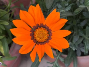 A bright orange wildflower from the Himalayan foothills, central to the Phooldei tradition.