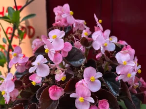 Fresh pink seasonal blooms gathered for Phooldei celebrations near Jim Corbett National Park.