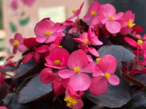 Delicate pink blossoms found near The Corbett Rajae Homestay during the Phooldei season.