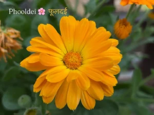 A vibrant orange calendula flower symbolizing the Phooldei festival in Uttarakhand.