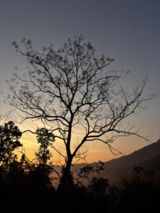 A detailed silhouette of a large, bare, deciduous tree (no leaves) against a clear, deep-gradient sky transitioning from orange-gold at the horizon (lower left) to deep blue-black (upper sky). Below the tree, the dark forms of other, lower evergreen trees and the misty outline of a massive mountain range are visible. The scene is shot from a high perspective.