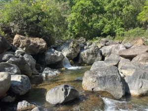 A clear natural stream flowing over large river rocks and boulders surrounded by lush green forest trees in Jim Corbett.