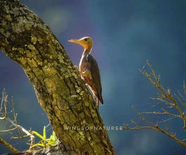 Gypsy Safari in Jim Corbett National Park